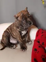 TITAN, a male American Bully for sale in Moultrie, GA – Photo 4 of 9