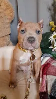 RUMBLE, a male American Bully for sale in Moultrie, GA – 3 of 8