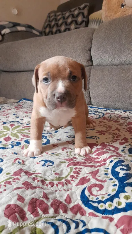 RAMSEY – American Bully puppy for sale in Moultrie, GA