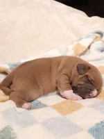 RAMSEY, a male American Bully for sale in Moultrie, GA – Photo 2 of 5