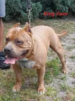 RAMSEY, a male American Bully for sale in Moultrie, GA – Photo 4 of 5