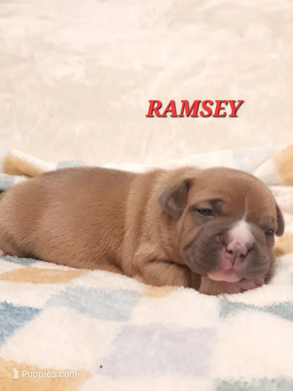 RAMSEY – American Bully puppy for sale in Moultrie, GA