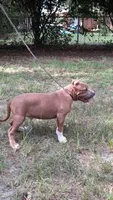 RAMSEY, a male American Bully for sale in Moultrie, GA – 5 of 8