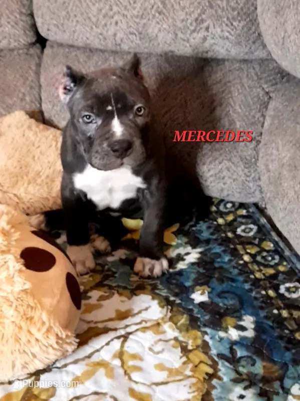 MERCEDES – American Bully puppy for sale in Moultrie, GA