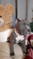 RAYNE, a female American Bully for sale in Moultrie, GA – 2 of 7