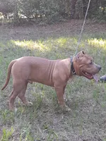 RUMBLE, a male American Bully for sale in Moultrie, GA – 5 of 8