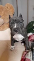 MERCEDES, a female American Bully for sale in Moultrie, GA – 5 of 8