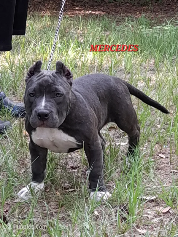 MERCEDES/BIG MOMMA – American Bully puppy for sale in Moultrie, GA