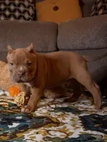 BOOGIE, a male American Bully for sale in Moultrie, GA – 4 of 9