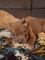 BOOGIE, a male American Bully for sale in Moultrie, GA – 2 of 9