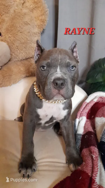 RAYNE – American Bully puppy for sale in Moultrie, GA
