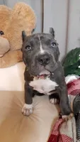 MERCEDES, a female American Bully for sale in Moultrie, GA – 3 of 8
