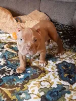 BOOGIE, a male American Bully for sale in Moultrie, GA – 3 of 9