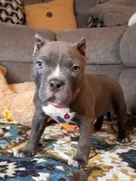 RAYNE, a female American Bully for sale in Moultrie, GA – 2 of 7
