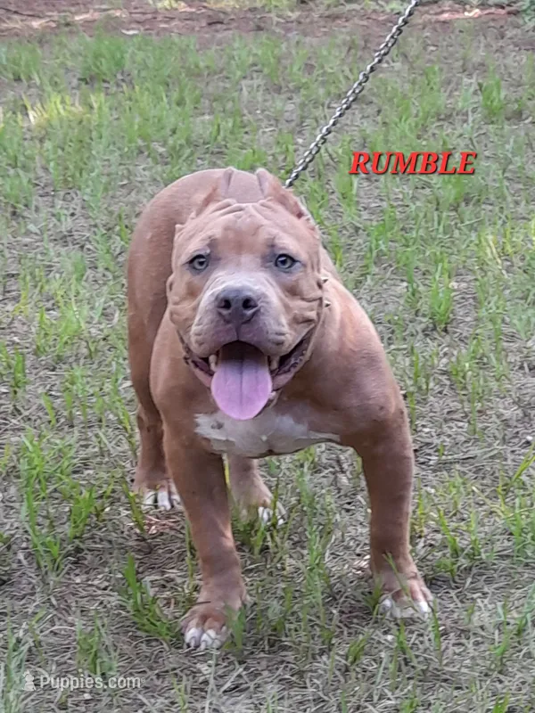 RUMBLE – American Bully puppy for sale in Moultrie, GA