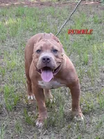RUMBLE, a male American Bully for sale in Moultrie, GA – 1 of 8