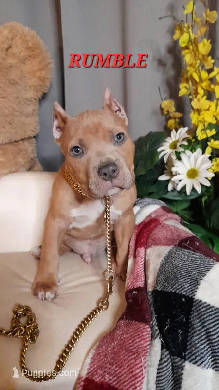 RUMBLE – American Bully puppy for sale in Moultrie, GA