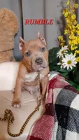RUMBLE, a male American Bully for sale in Moultrie, GA – 1 of 8