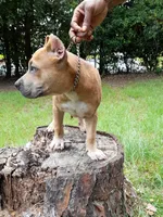 KUSH, a male American Bully for sale in Moultrie, GA – 3 of 6