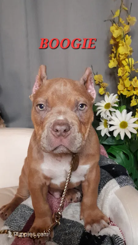 BOOGIE – American Bully puppy for sale in Moultrie, GA