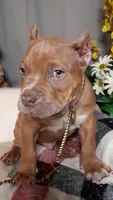 BOOGIE/BLUE FAWN SABLE TRI, a male American Bully for sale in Moultrie, GA – 2 of 8