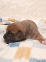 KUSH, a male American Bully for sale in Moultrie, GA – Photo 2 of 5