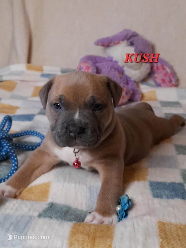 KUSH – American Bully puppy for sale in Moultrie, GA