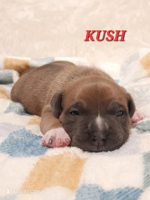 KUSH – American Bully puppy for sale in Moultrie, GA