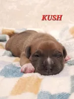 KUSH, a male American Bully for sale in Moultrie, GA – Photo 1 of 5