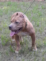 RUMBLE, a male American Bully for sale in Moultrie, GA – 2 of 8
