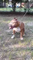 RAMSEY, a male American Bully for sale in Moultrie, GA – 2 of 10