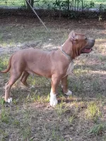 RAMSEY, a male American Bully for sale in Moultrie, GA – 5 of 10