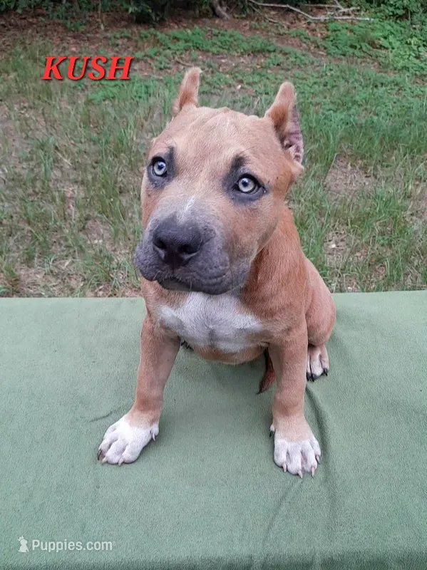 KUSH – American Bully puppy for sale in Moultrie, GA