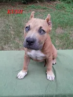 KUSH, a male American Bully for sale in Moultrie, GA – 1 of 6