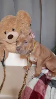 BOOGIE/BLUE FAWN SABLE TRI, a male American Bully for sale in Moultrie, GA – 3 of 8