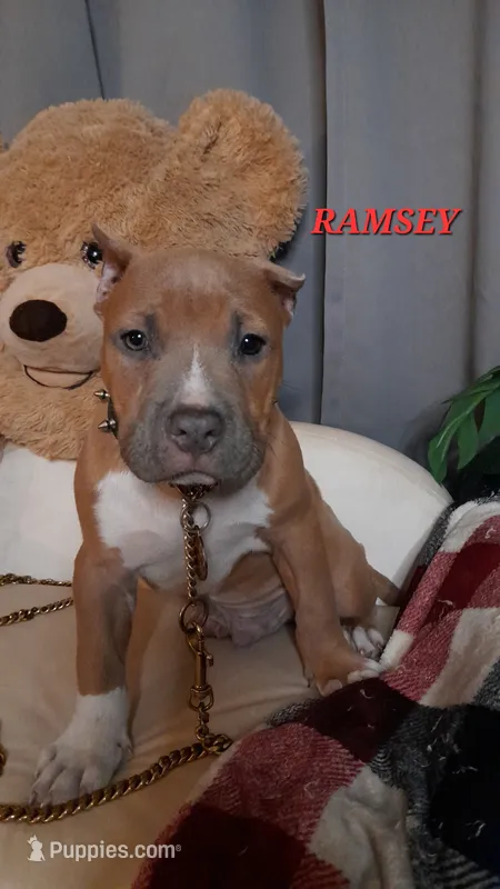 RAMSEY – American Bully puppy for sale in Moultrie, GA
