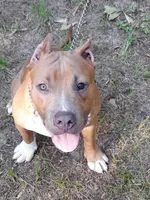 RAMSEY, a male American Bully for sale in Moultrie, GA – 4 of 10