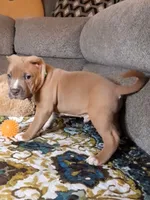 RAMSEY, a male American Bully for sale in Moultrie, GA – 4 of 7