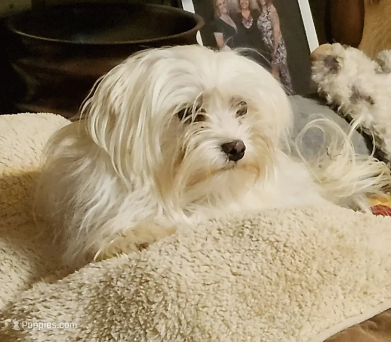 Macy – Maltese puppy for sale in Terrell, TX