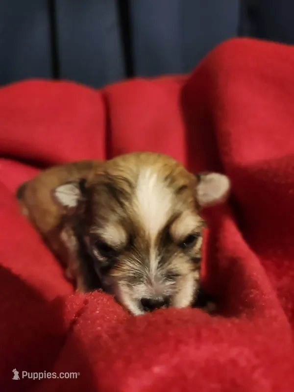 Roo – Morkie puppy on hold in Terrell, TX