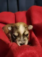 Roo, a male Morkie for sale in Terrell, TX – 1 of 1