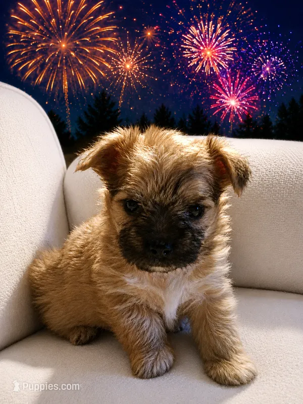 Benji – Morkie puppy on hold in Terrell, TX