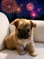 Benji, a male Morkie for sale in Terrell, TX – 1 of 1