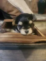 Rocky, a male Morkie for sale in Terrell, TX – 1 of 2