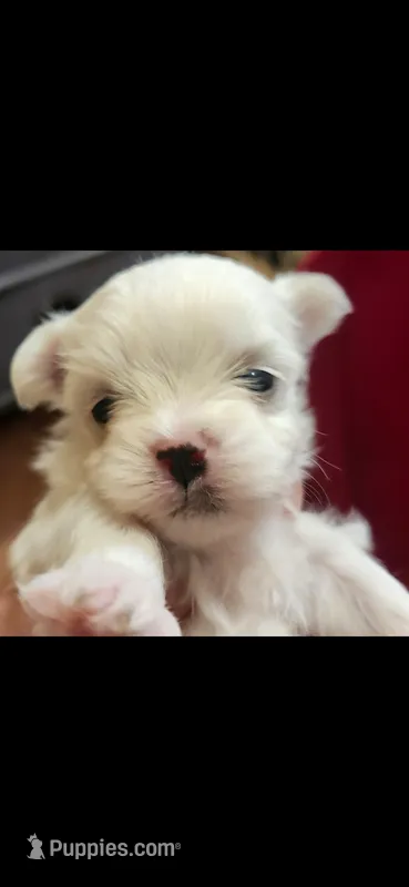 Kissy – Maltese puppy for sale in Terrell, TX