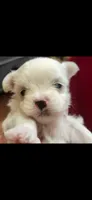 Kissy, a female Maltese for sale in Terrell, TX – 1 of 1