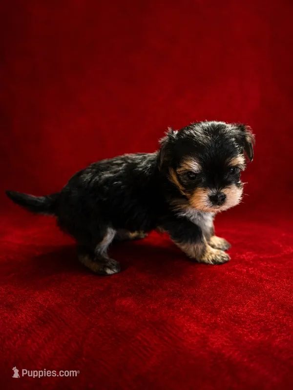 Pooh – Morkie puppy on hold in Terrell, TX