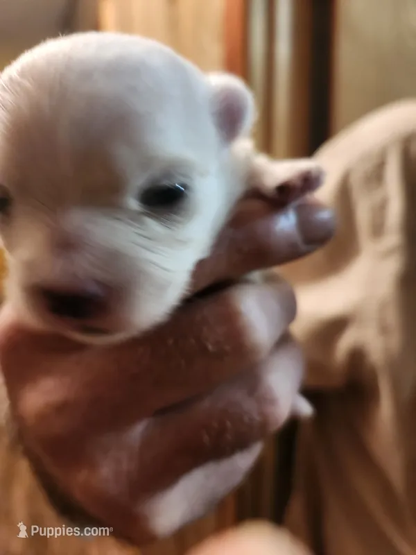 Bougie Baby – Maltese puppy for sale in Terrell, TX