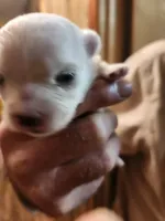 Bougie Baby, a female Maltese for sale in Terrell, TX – 1 of 2