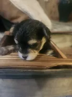 Rocky, a male Morkie for sale in Terrell, TX – 2 of 2
